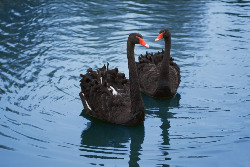 Black-swans-Depositphotos_2203067_L-1024x684.jpg