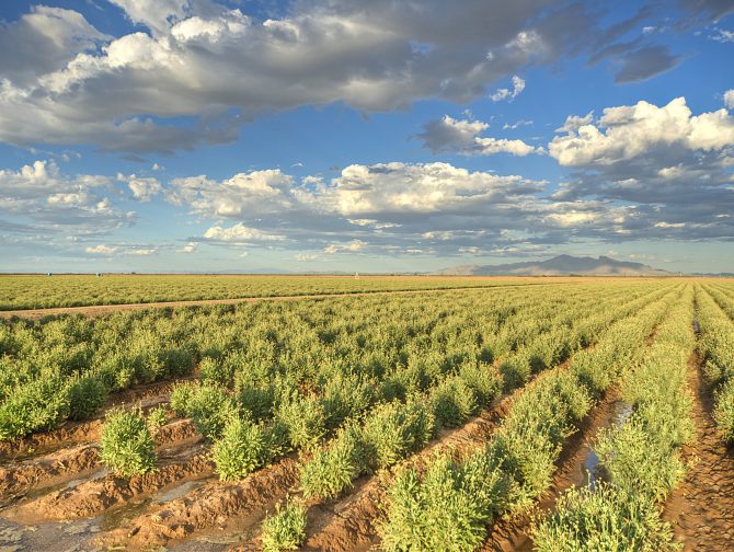 Bridgestone_Americas_Eloy_Guayule_Farm-670x504.jpg