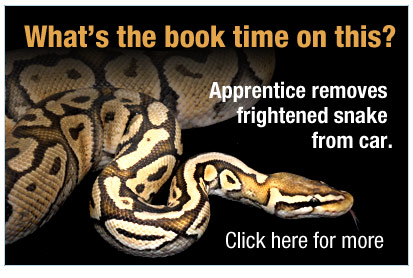 Snake recovery a tricky job - Auto Service World